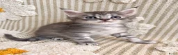 Maine Coon cats for sale: Tica Registered 5 Russian Mainecoon   - Advert 9