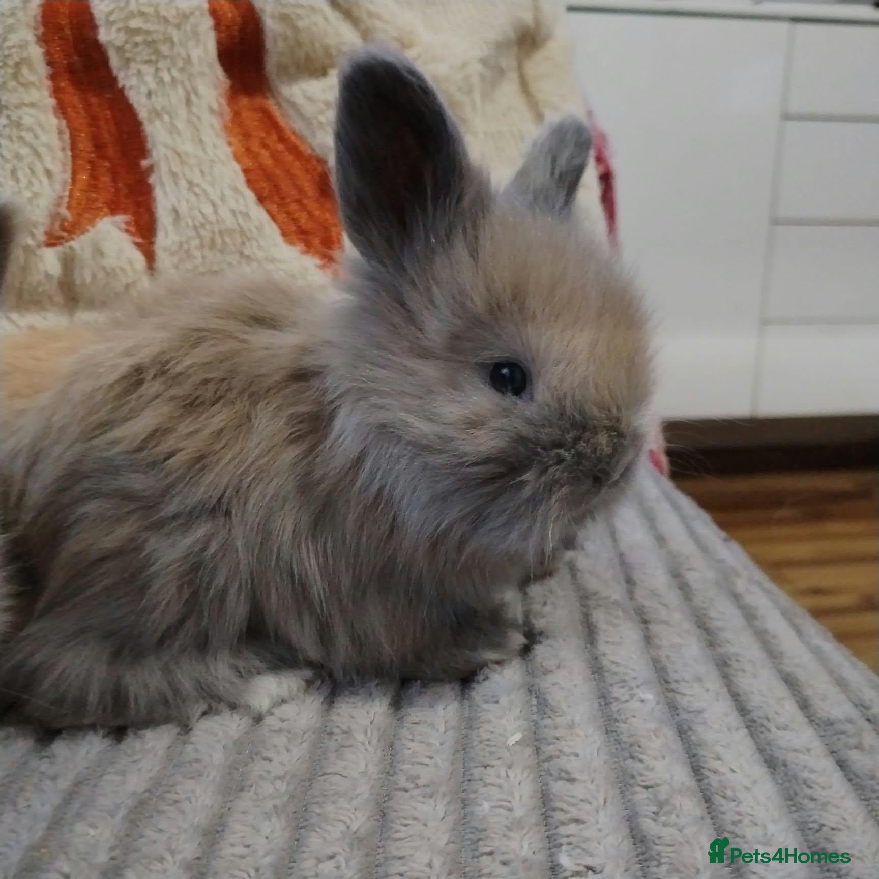 Angora rabbits for sale: English Full Face Angora Kits - Advert 1