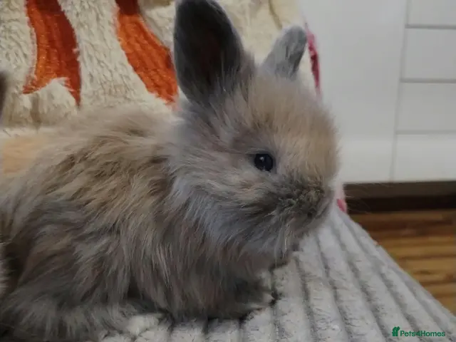 Angora rabbits for sale: English Full Face Angora Kits - Advert 1