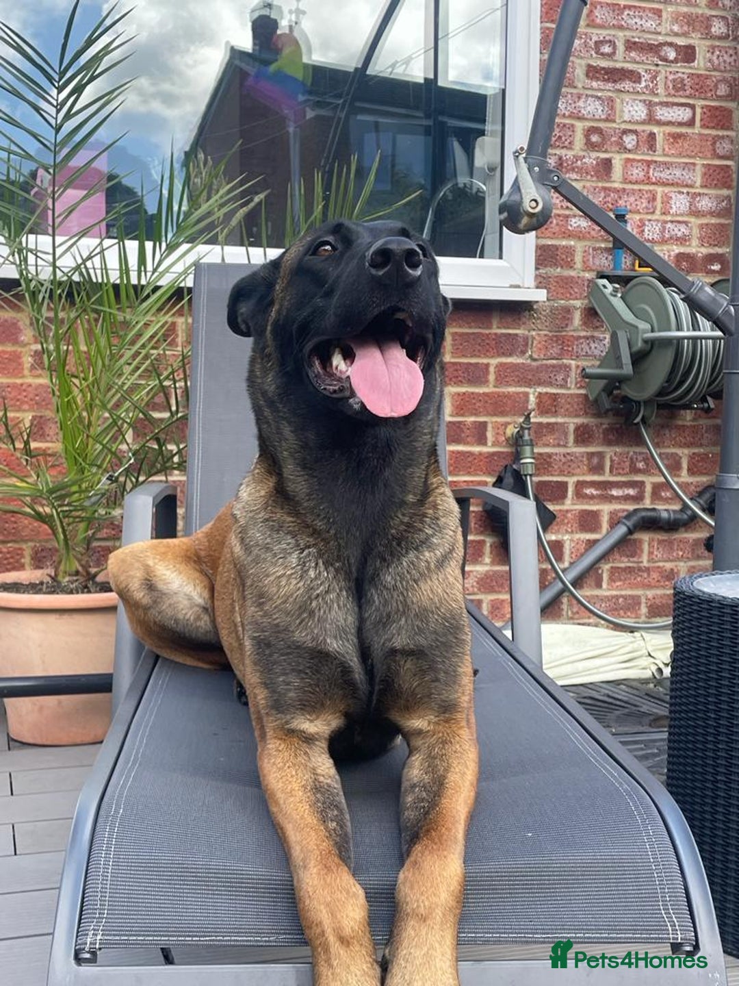 Belgian Shepherd Dog dogs for sale: Belgian Malinois x Dutch - Female 4 Yrs - Image 1