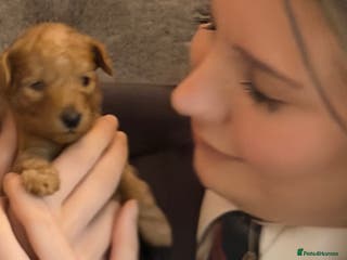 Toy Poodle dogs Toy Poodles - Advert 13