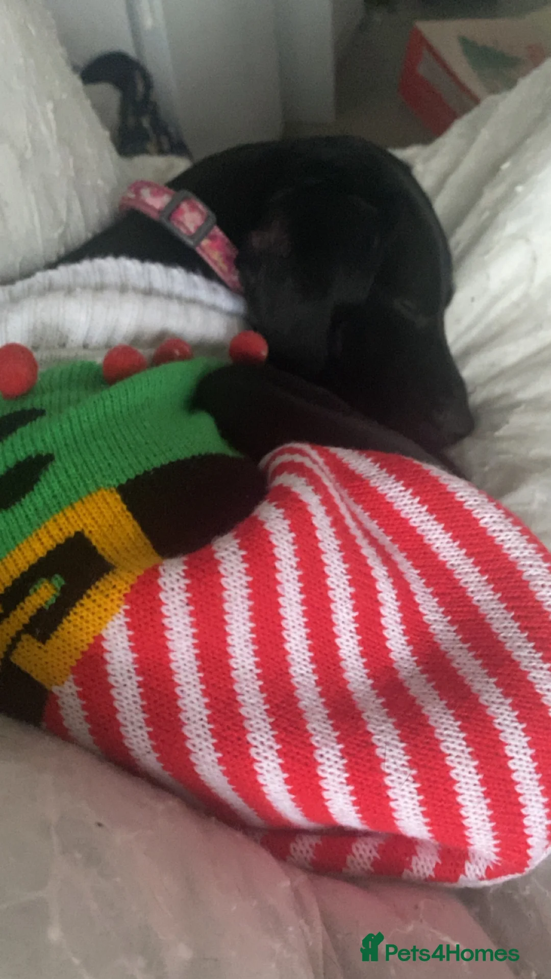 Springador dogs for sale: Bella the springador in Chester - Advert 5