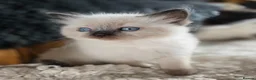 Ragdoll cats for sale: Beautiful Ragdol Kittens  - Advert 28