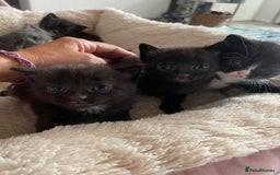 Domestic Shorthair cats for sale: Beautiful kittens  - Image 13