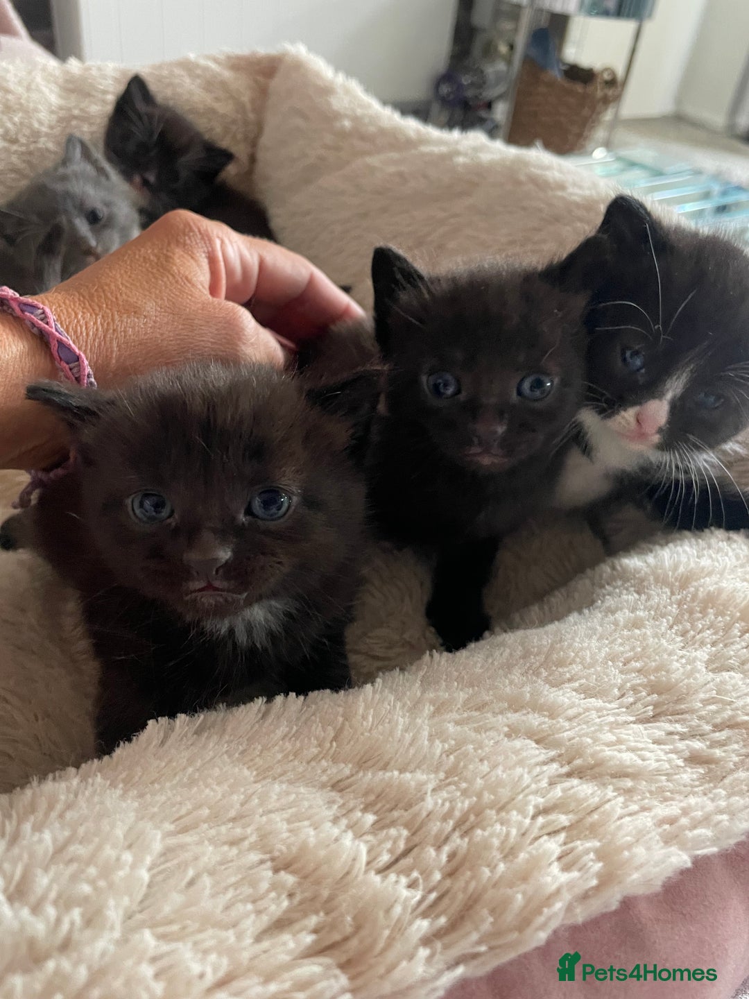 Domestic Shorthair cats for sale: Beautiful kittens  - Image 13