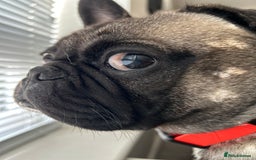 Frug dogs for sale: 2 year old Frug for sale - Image 6
