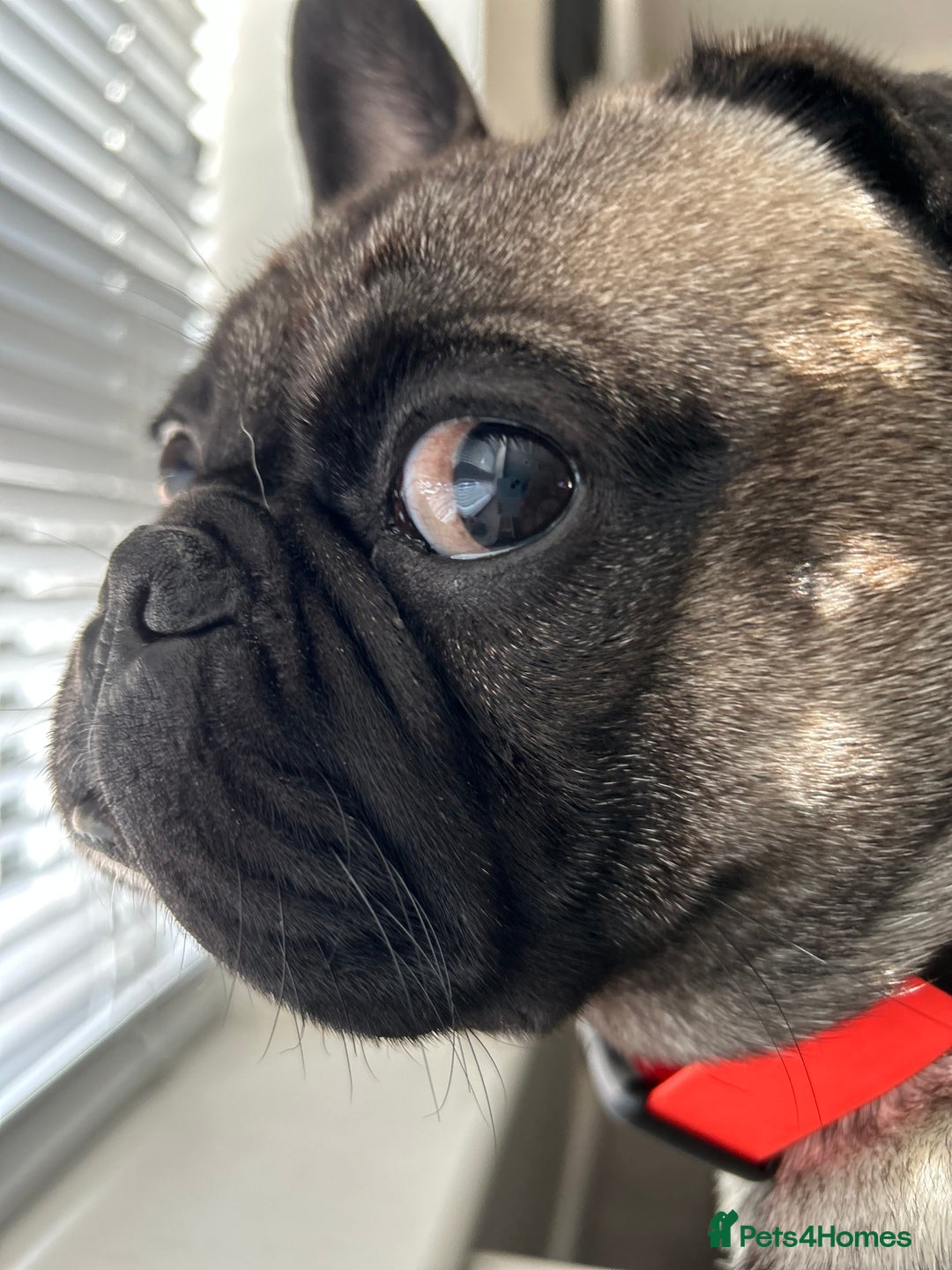 Frug dogs for sale: 2 year old Frug for sale - Image 6