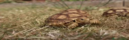 Tortoise reptiles for sale: BABY SULCATAS & SET UPS! - Advert 11