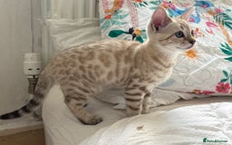 Bengal cats for sale: TICA Registered Snow Bengal kittens  - Image 8