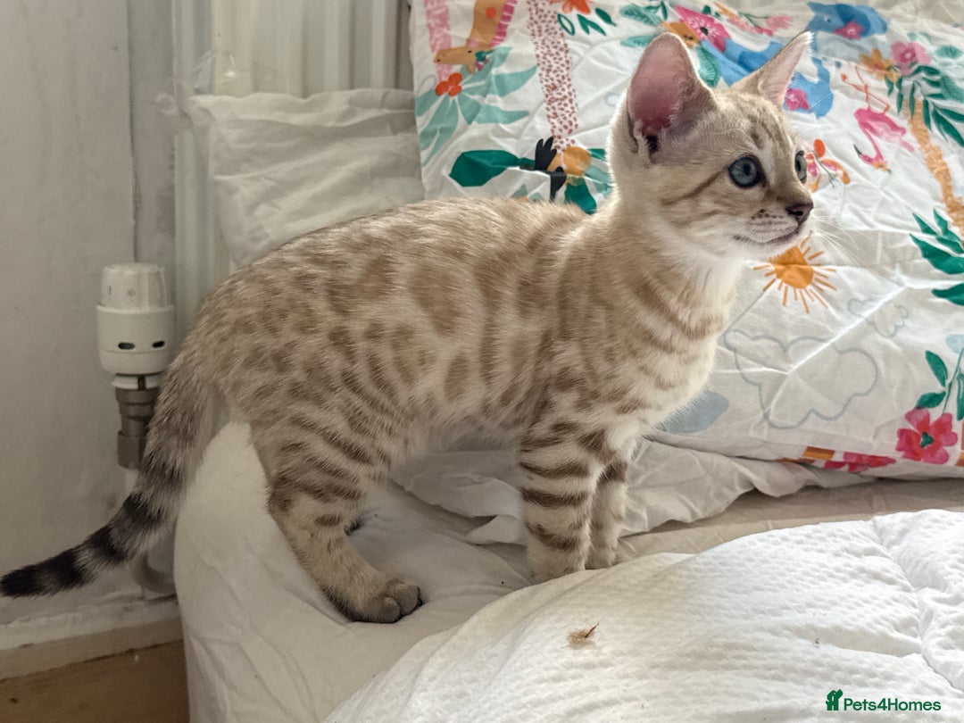 Bengal cats for sale: TICA Registered Snow Bengal kittens  - Image 8