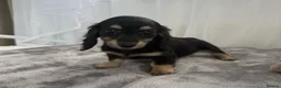 Miniature Dachshund dogs for sale: Beautiful long coat puppies ready now - Advert 3