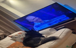 Mixed Breed dogs for sale: Meet Sparks - Image 23