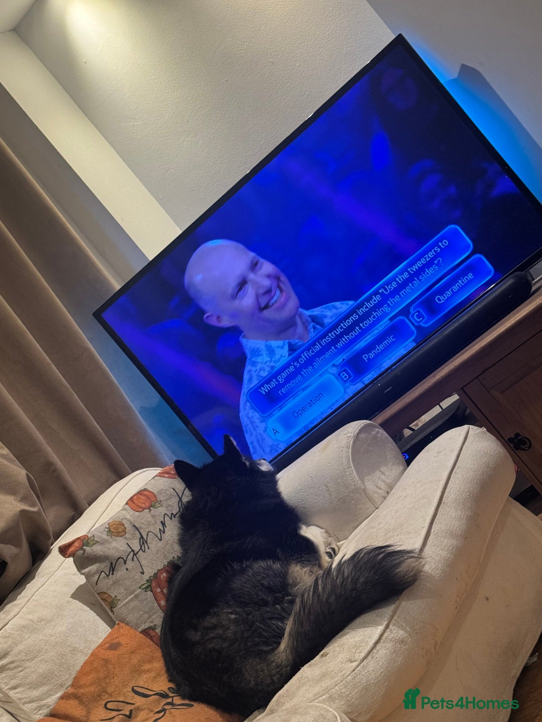 Mixed Breed dogs for sale: Meet Sparks - Image 23