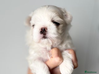 Maltese dogs 🩷Exclusive Tiny Full Korean Maltese Puppies🩵 - Advert 3