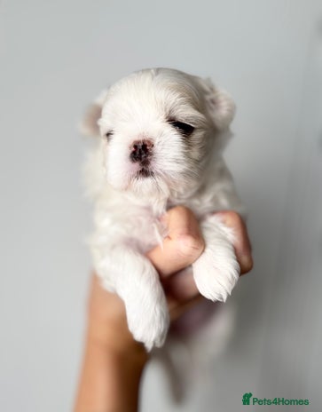 Maltese dogs 🩷Exclusive Tiny Full Korean Maltese Puppies🩵 - Advert 1