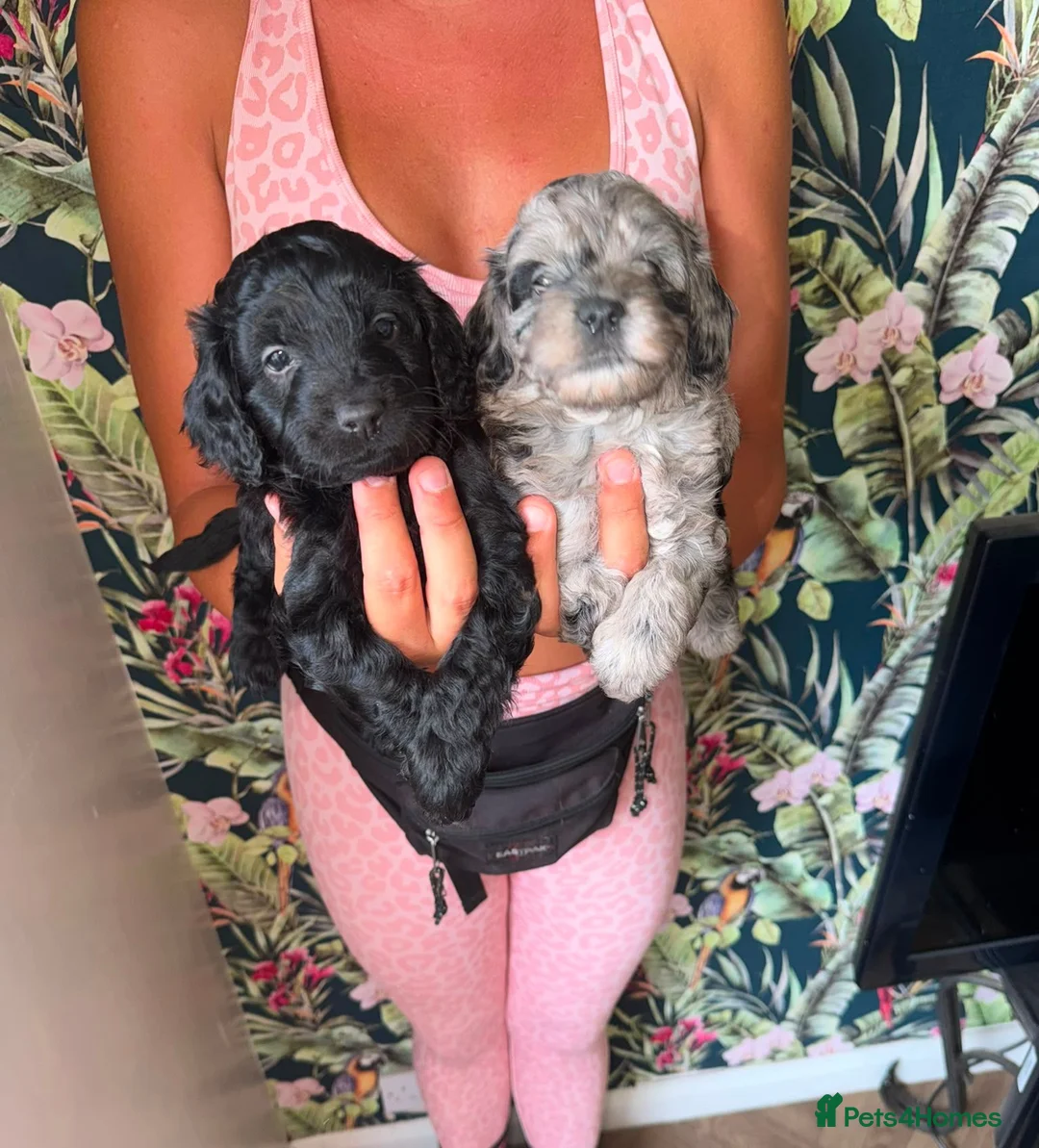 Cockapoo dogs for sale: 1 black male left, F1B cockapoo puppies  - Advert 2