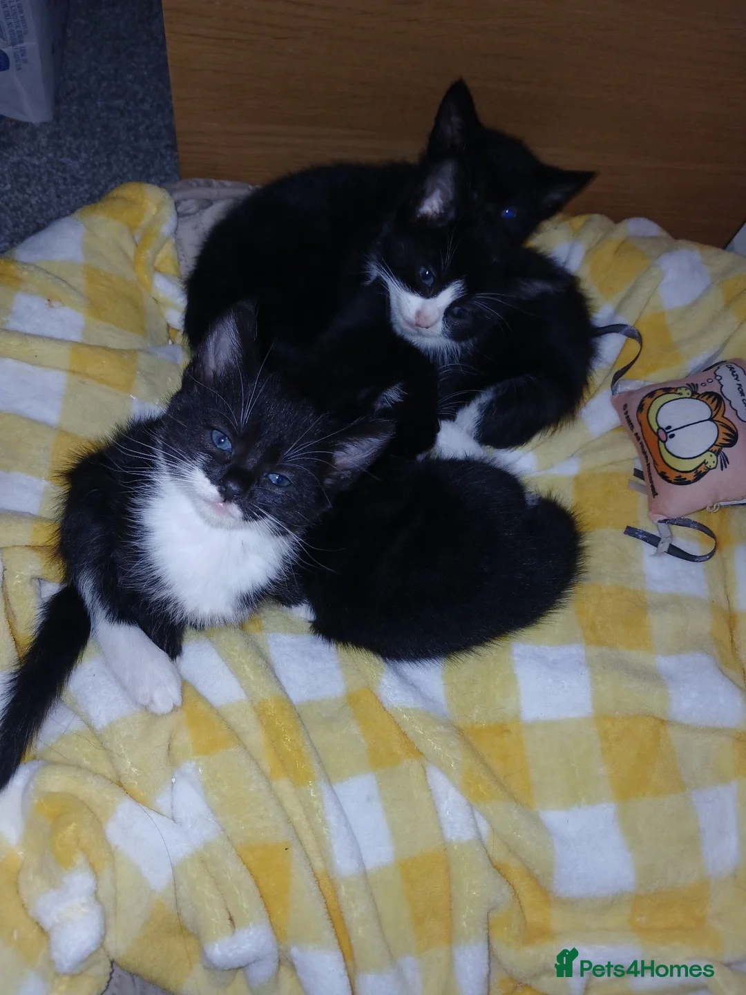 Mixed Breed cats for sale: Kittens for sale  in Solihull - Advert 12