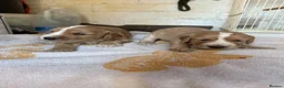 Cocker Spaniel dogs for sale: Beautiful working cocker spaniel puppies in Barnsley - Advert 7