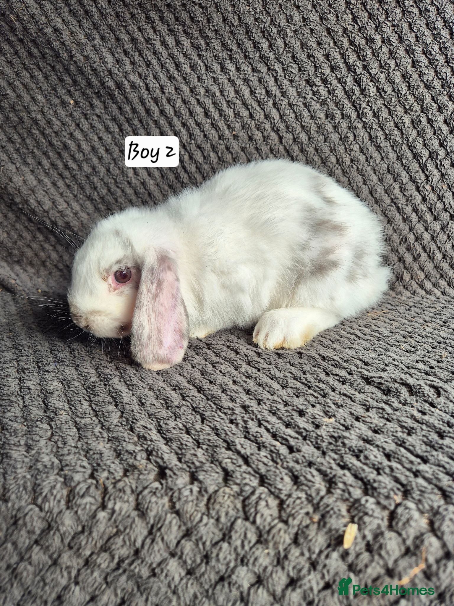 Mini Lop rabbits Mini Lop Bunnies - Advert 1