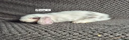 Mini Lop rabbits for sale: Mini Lop Bunnies - Advert 1