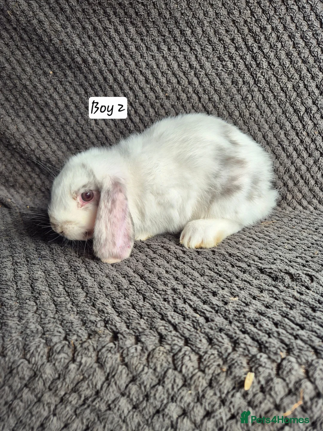 Mini Lop rabbits for sale: Mini Lop Bunnies - Advert 1