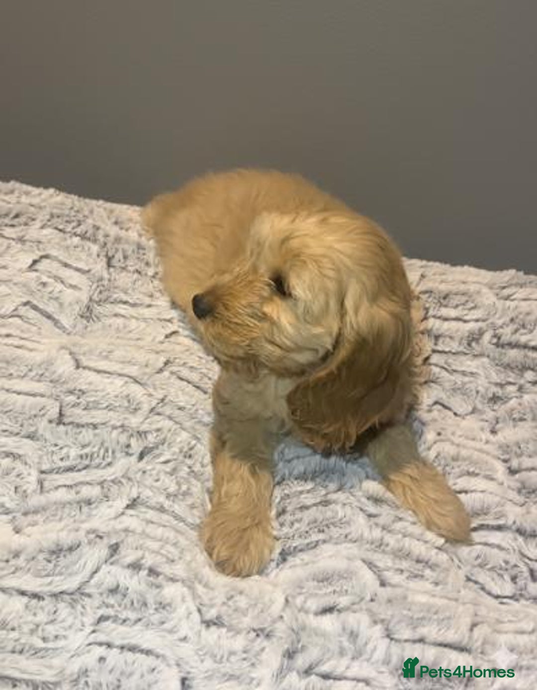 Cockapoo dogs for sale: Cockapoo puppies for sale  - Advert 10