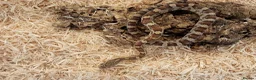 Corn Snake reptiles for sale: Beautiful, Captive-Bred Corn Snakes – DJL Exotics - Advert 3