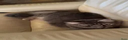 Mixed Breed cats for sale: Maincoon/ tabby/ ragdoll in Fort William - Advert 5