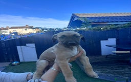 Lurcher dogs for sale: Whippet/greyhound/bull X greyhound/whippet/collieX - Image 25
