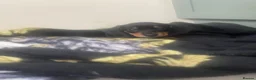 Dachshund dogs for sale: Beautiful sliver merle & Black and Tan dachshunds - Advert 6