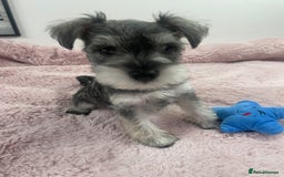 Miniature Schnauzer dogs for sale: KC Beautiful miniature Schnauzers  - Image 1