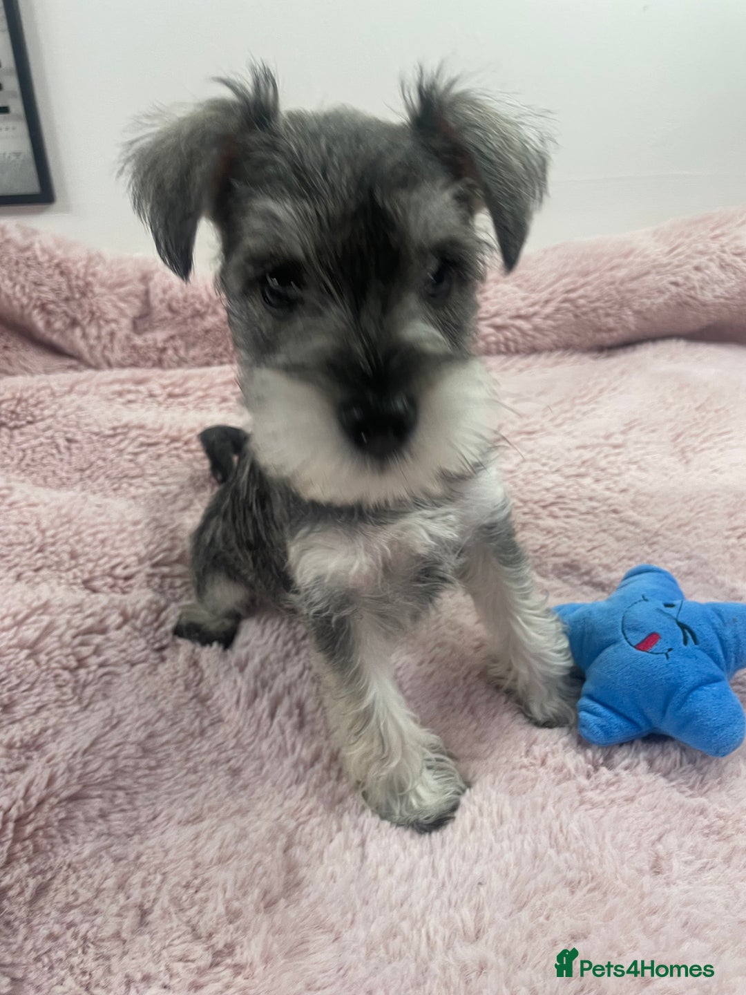 Miniature Schnauzer dogs for sale: KC Beautiful miniature Schnauzers  - Image 1
