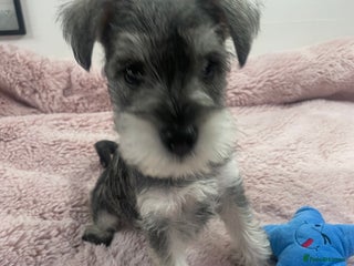 Miniature Schnauzer dogs - Advert 14