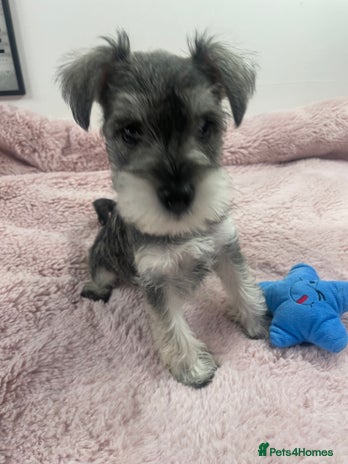 Miniature Schnauzer dogs - Advert 4