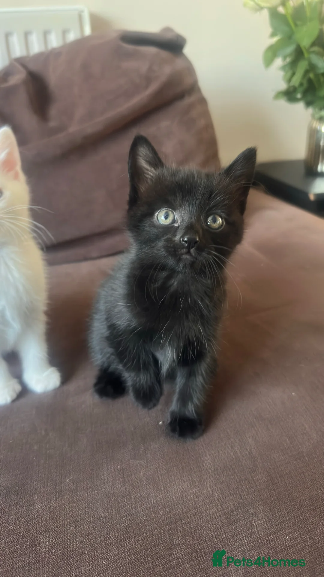 Turkish Angora cats for sale: Adorable Kittens Looking for Their Forever Homes - Advert 6
