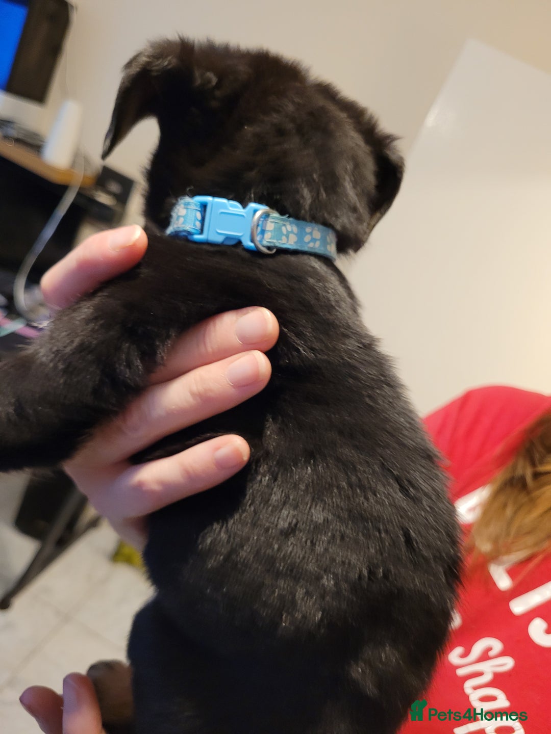 Mixed Breed dogs for sale: German Shepherd X Labrador  - Image 17