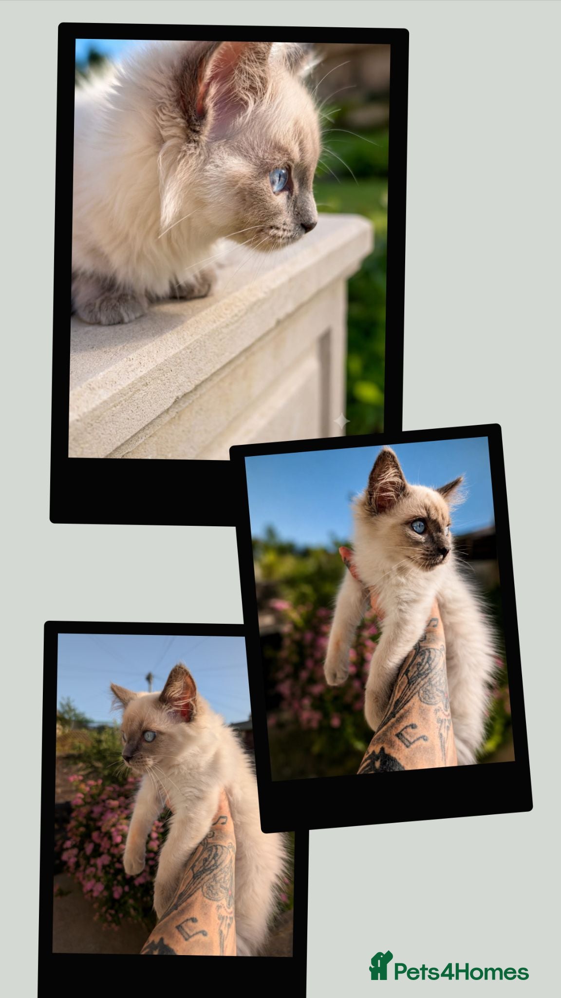 Ragdoll cats Stunning ragdoll kittens for sale.  - Advert 16