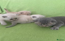 British Shorthair cats for sale: Gorgeous British shorthair kittens - Image 21