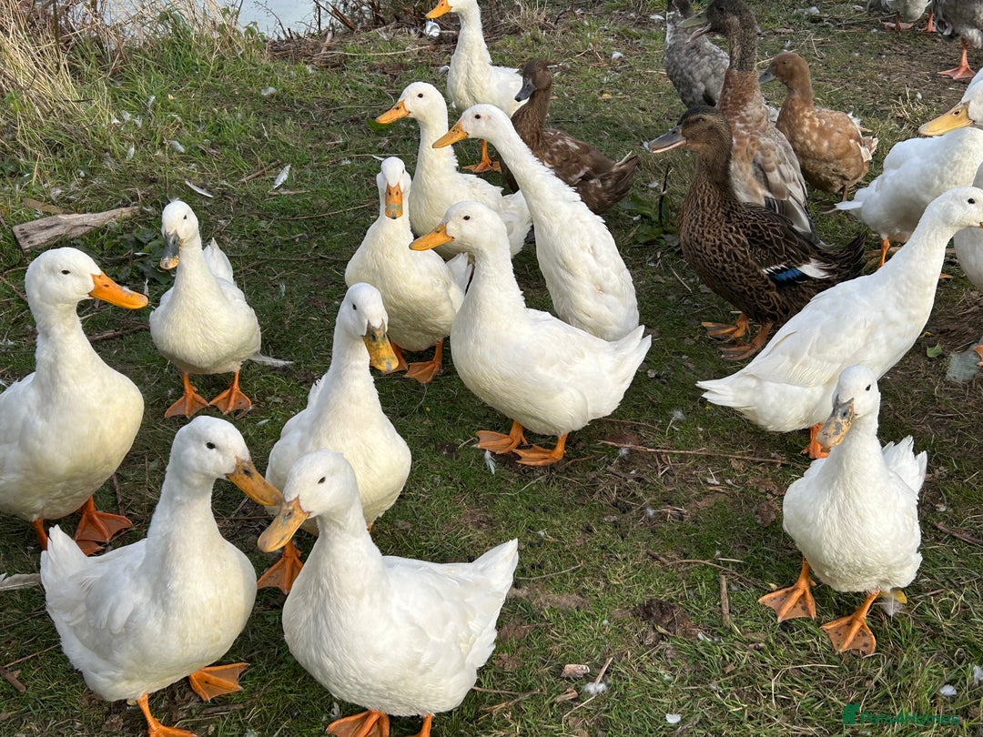Ducks poultry for sale: Ducks for sale - Image 7