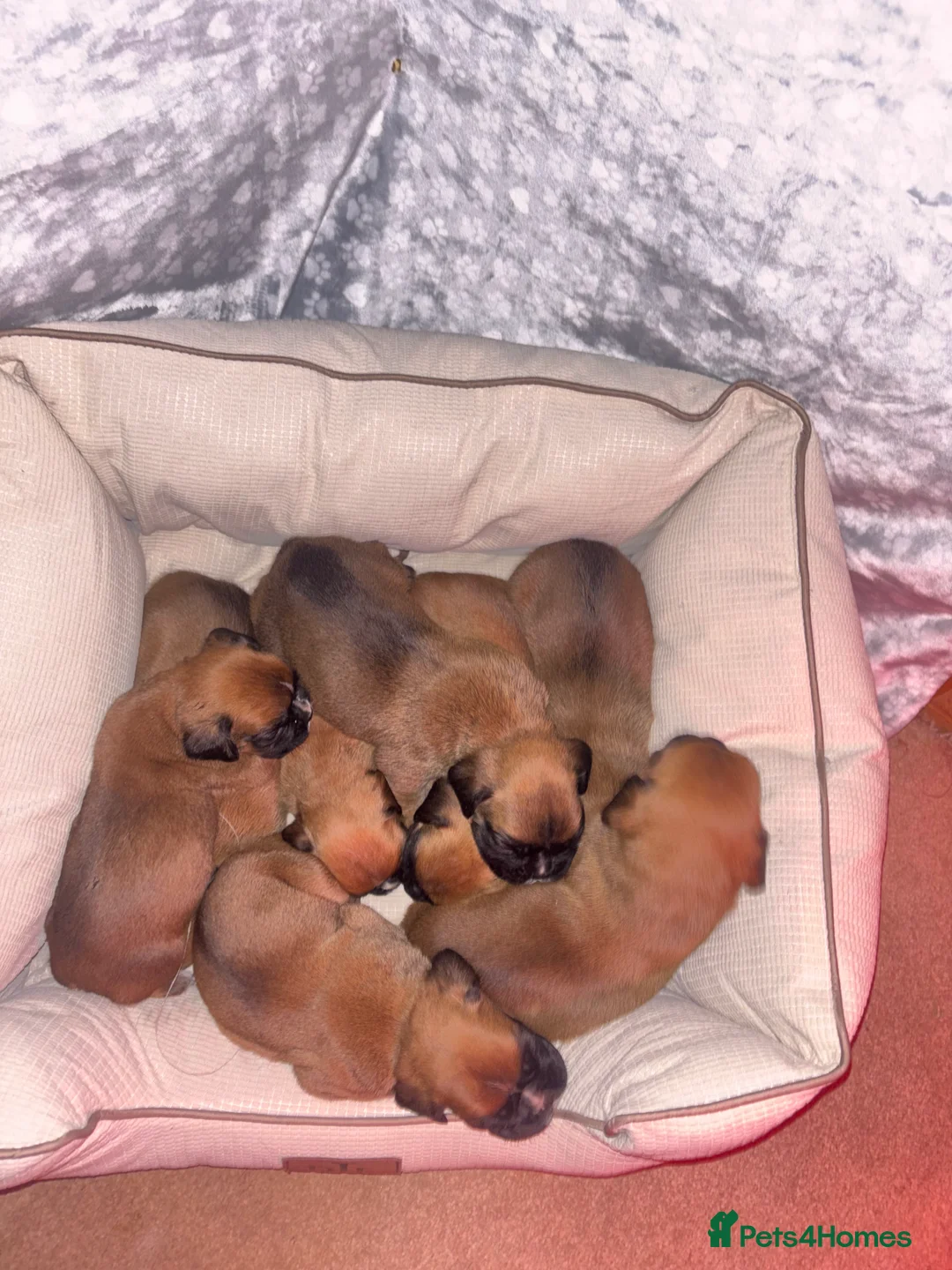 Boxer dogs for sale: 8 beautiful Boxer puppies - Advert 5