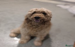 Irish Doodle dogs for sale: Beautiful Irish doodles for sale - Advert 5