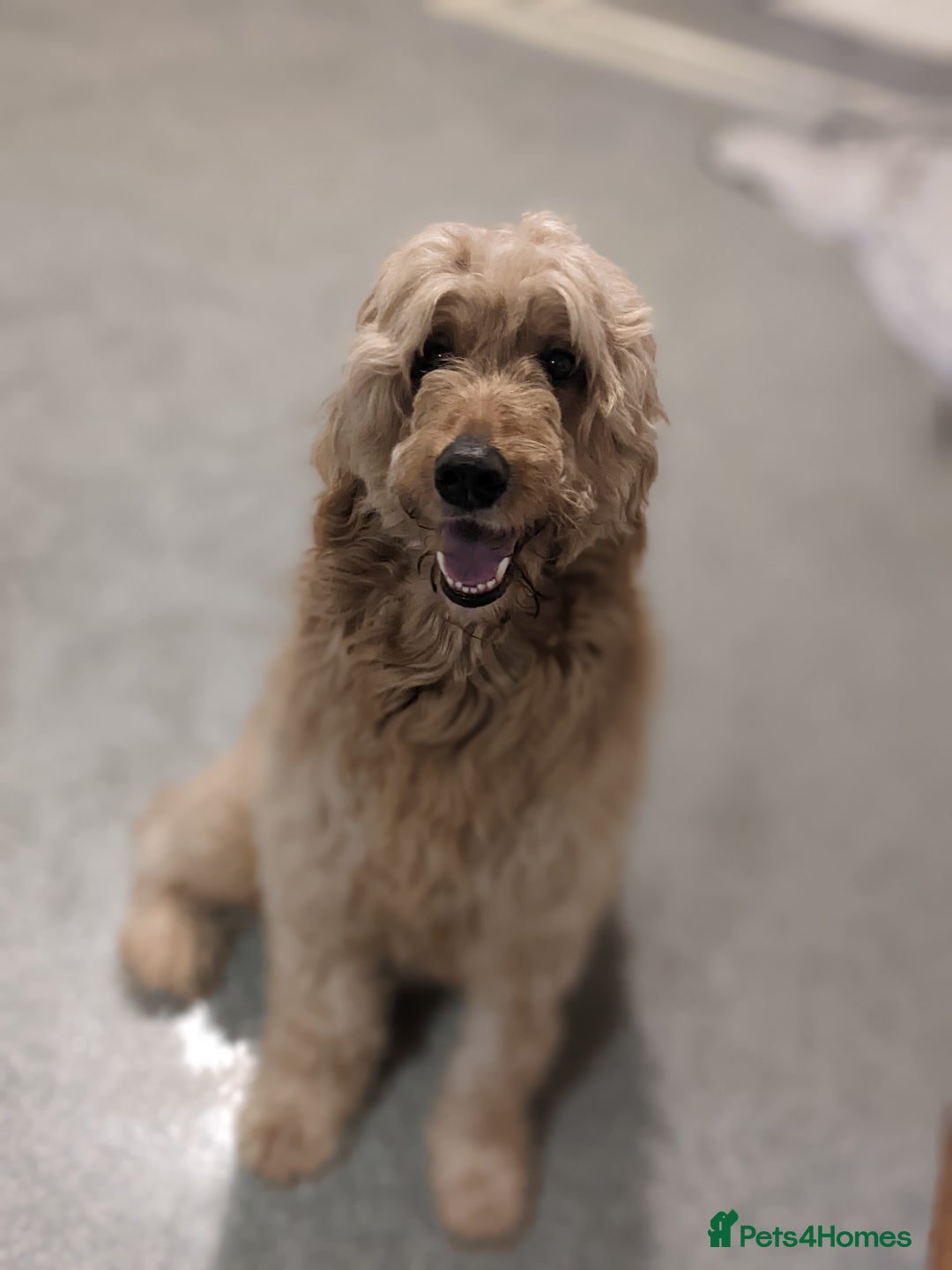 Irish Doodle dogs for sale: Beautiful Irish doodles for sale - Advert 5