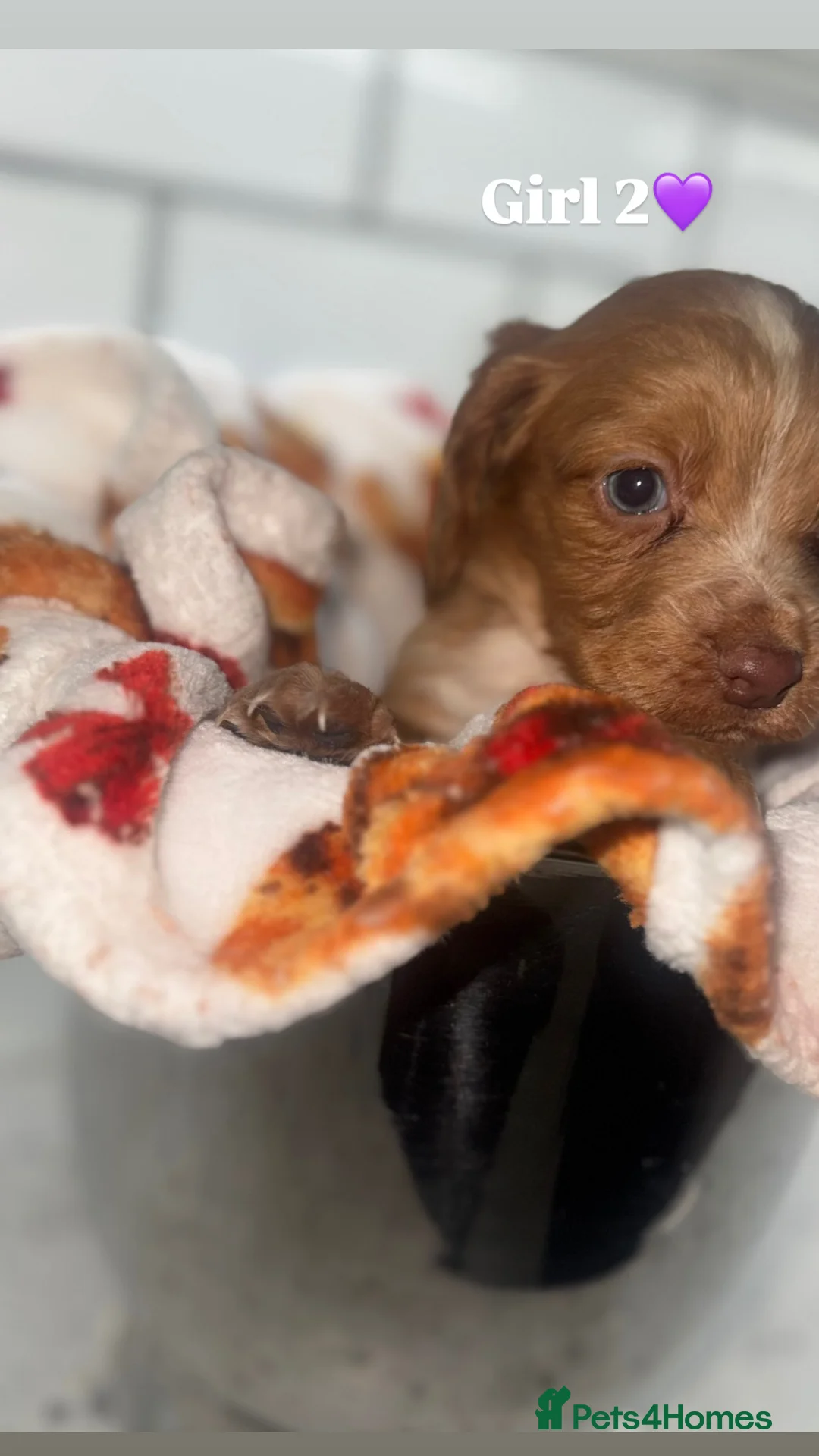 Cocker Spaniel dogs for sale: Cocker Spaniel Puppies.  - Advert 14