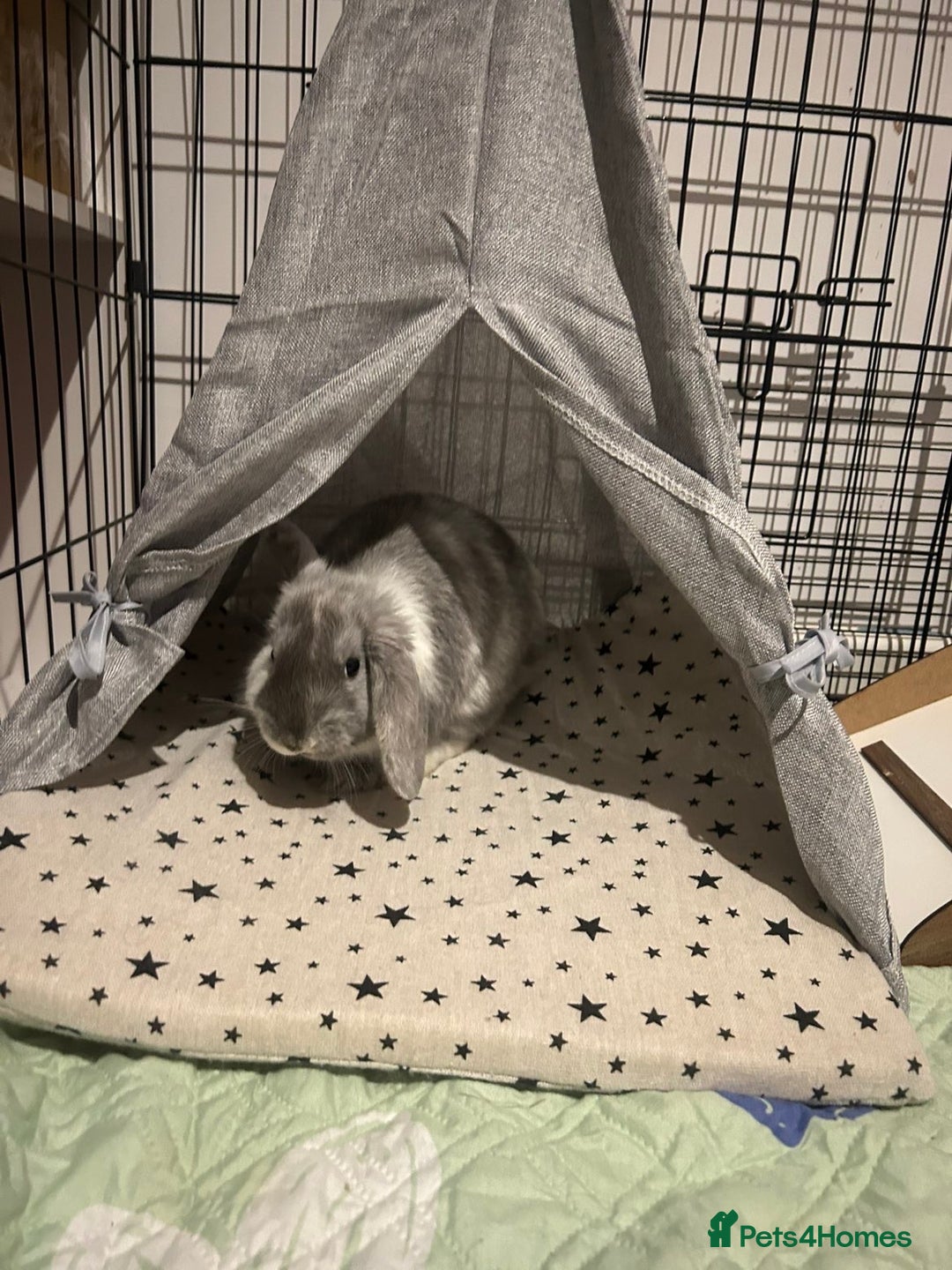 Mini Lion Lop rabbits for sale: one female mini lion lop for sale  - Advert 5