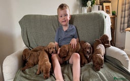 Labradoodle dogs for sale: Stunning deep red F1 labradoodles - Image 15