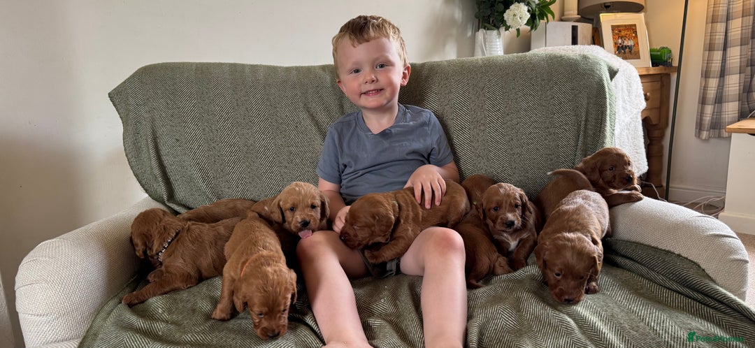 Labradoodle dogs for sale: Stunning deep red F1 labradoodles - Image 15