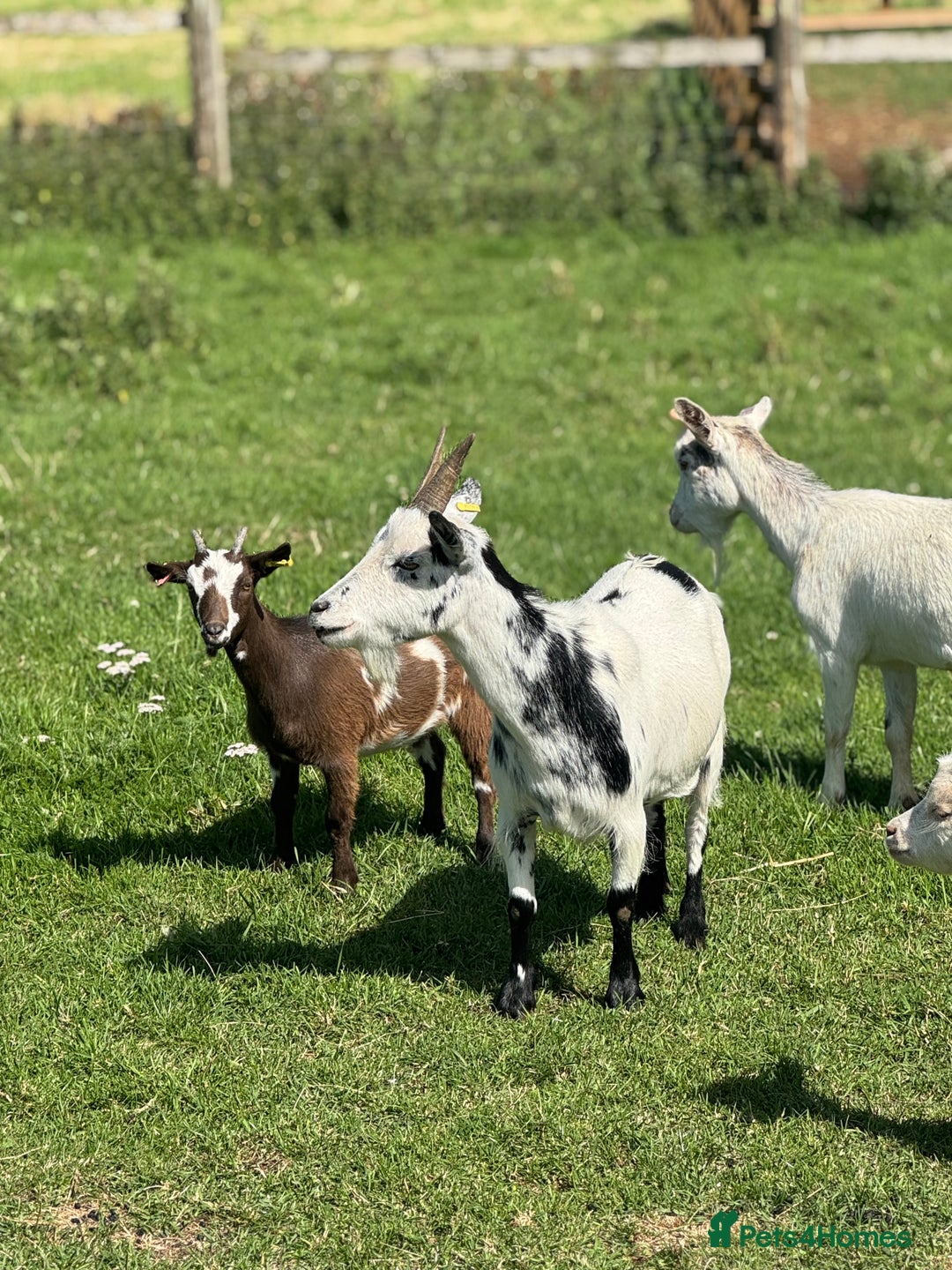 Goats livestock for sale: Speckle and Socks looking for a new home!  - Image 4