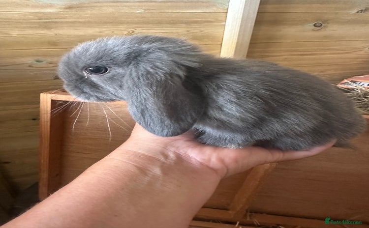 Mini Lop rabbits - Advert 1