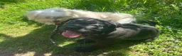 Cane Corso dogs for sale: Male cane corso - Advert 7