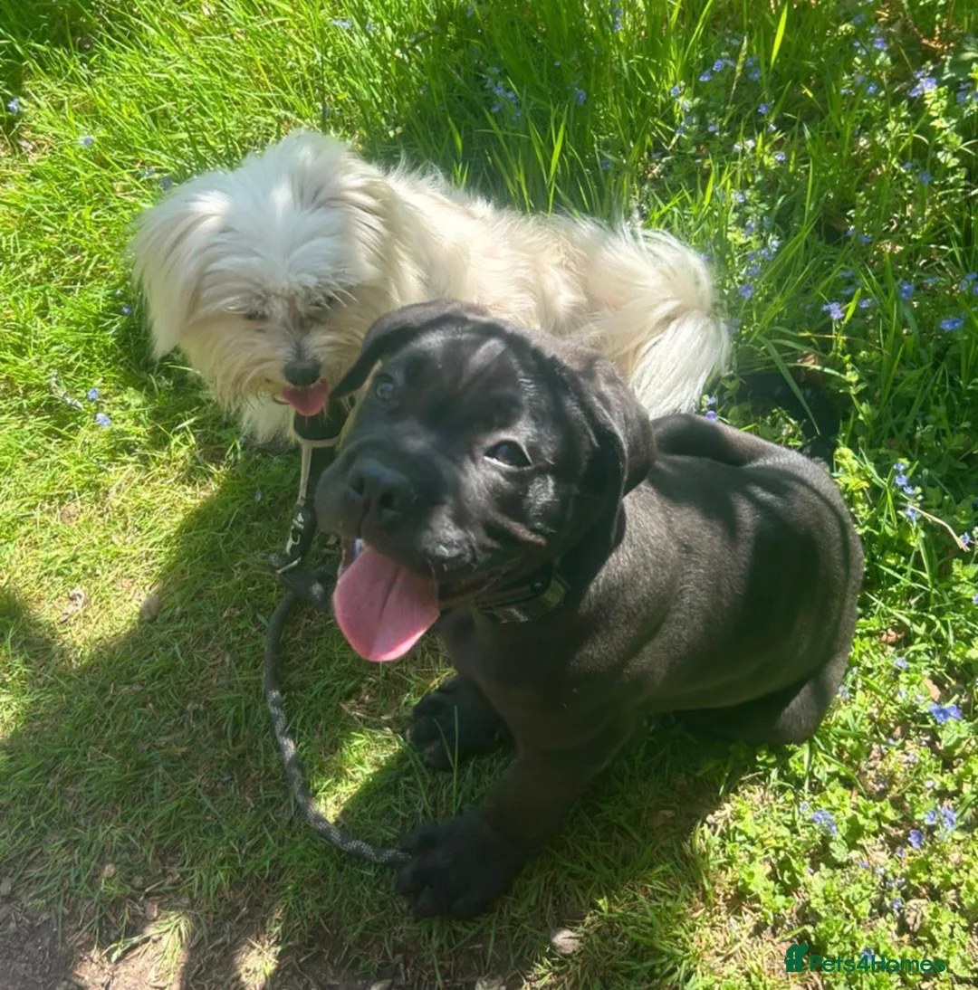 Cane Corso dogs for sale: Male cane corso - Advert 7